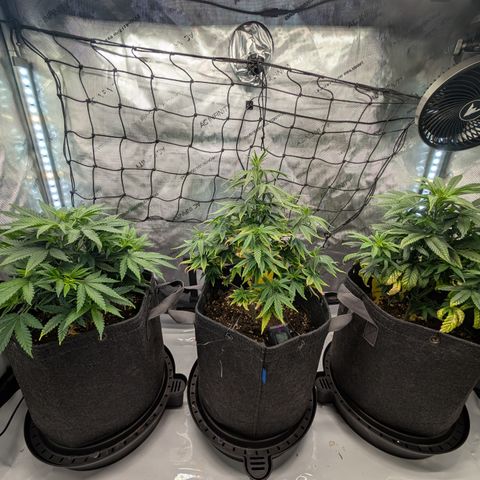 GG #4 growlog timeline photo