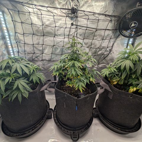 GG #4 growlog timeline photo