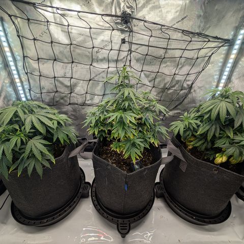 GG #4 growlog timeline photo