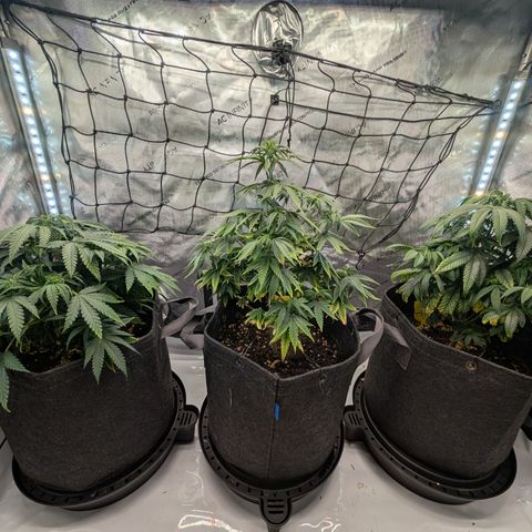 GG #4 growlog timeline photo