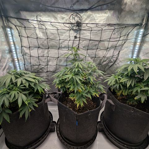 GG #4 growlog timeline photo