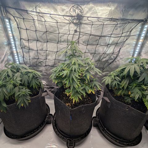 GG #4 growlog timeline photo