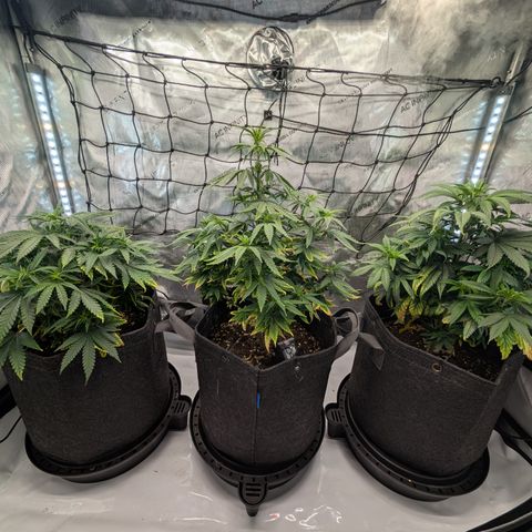 GG #4 growlog timeline photo