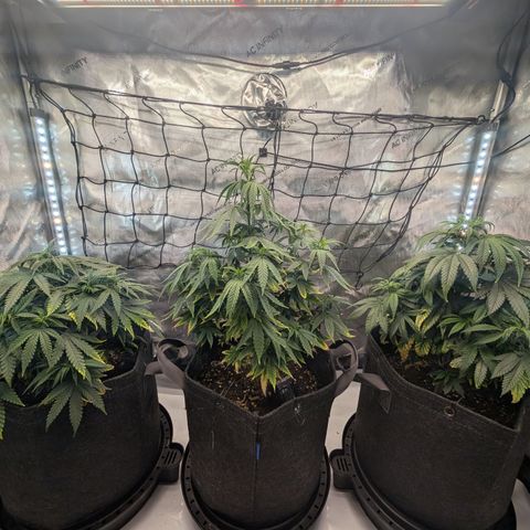 GG #4 growlog timeline photo
