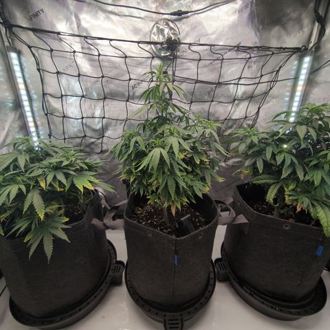 GG #4 growlog timeline photo