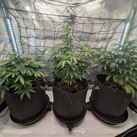 GG #4 growlog timeline photo