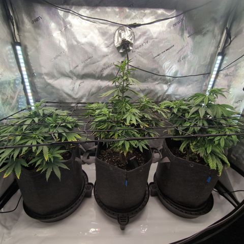 GG #4 growlog timeline photo