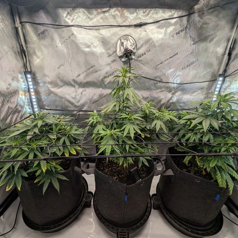 GG #4 growlog timeline photo