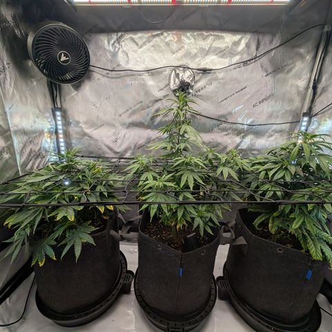 GG #4 growlog timeline photo