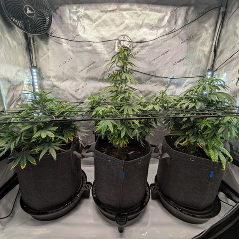 GG #4 growlog timeline photo