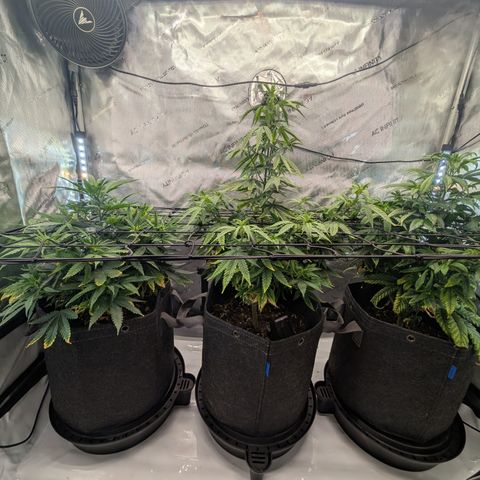 GG #4 growlog timeline photo
