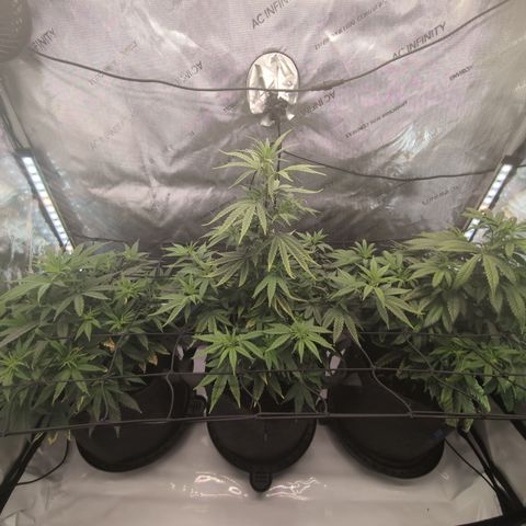 GG #4 growlog timeline photo