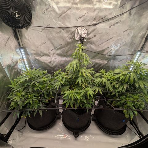 GG #4 growlog timeline photo