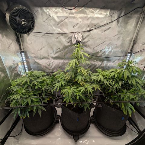 GG #4 growlog timeline photo