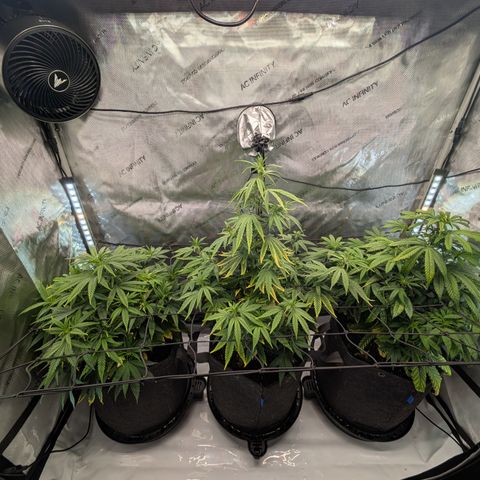 GG #4 growlog timeline photo