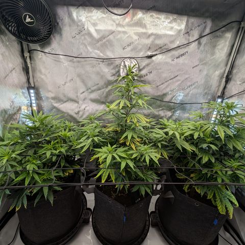 GG #4 growlog timeline photo