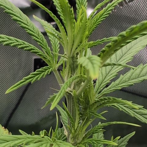 GG #4 growlog photo: Mitte