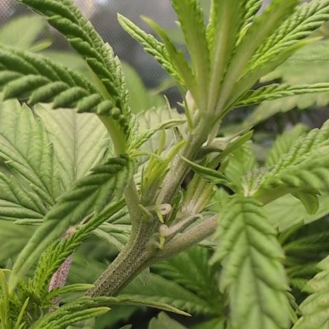 GG #4 growlog photo: Mitte