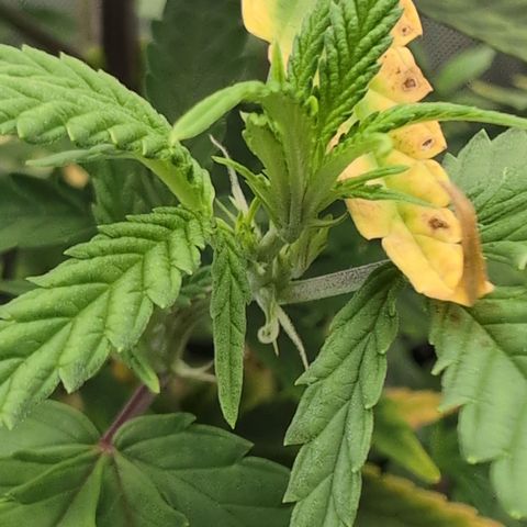 GG #4 growlog photo: Mitte