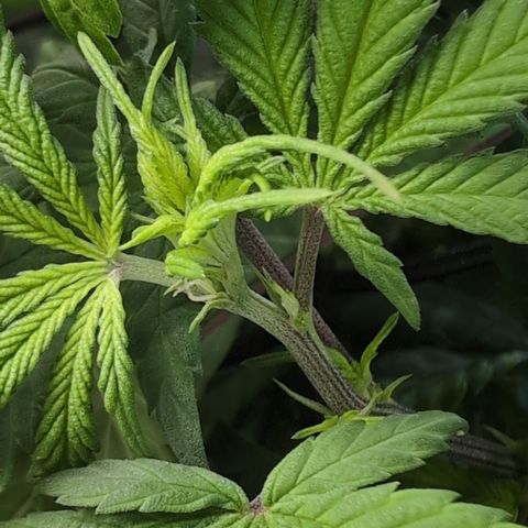 GG #4 growlog photo: Rechts 