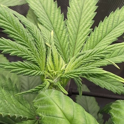 GG #4 growlog photo: Rechts 