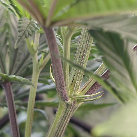 GG #4 growlog photo: Links 