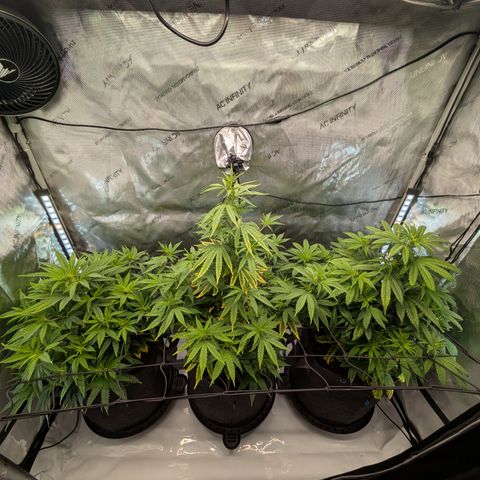 GG #4 growlog timeline photo