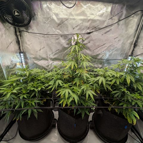 GG #4 growlog timeline photo