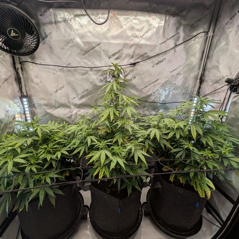 GG #4 growlog timeline photo