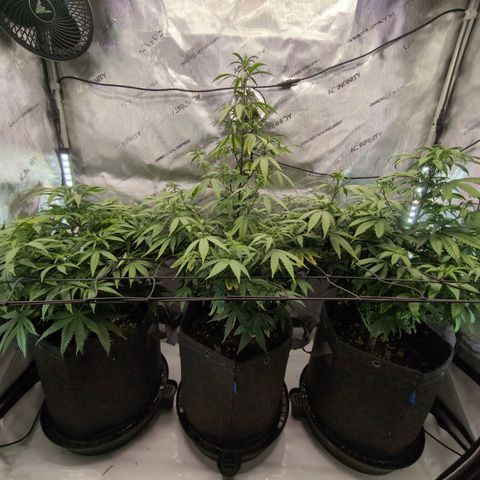 GG #4 growlog timeline photo