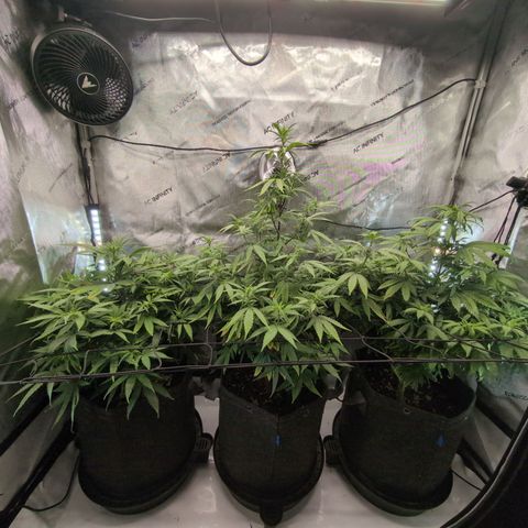 GG #4 growlog timeline photo