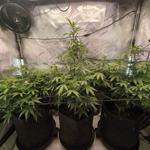 GG #4 growlog timeline photo