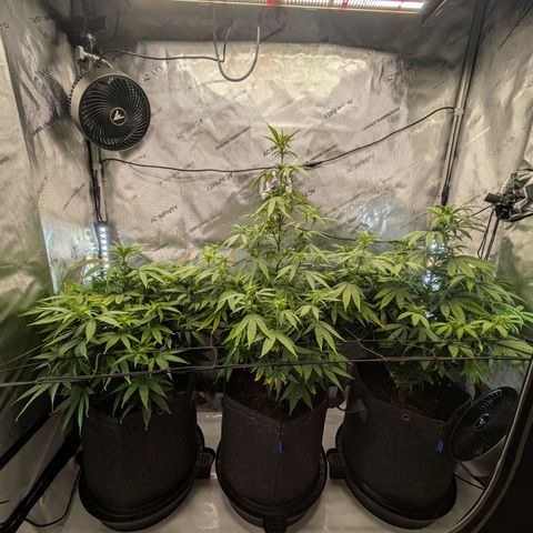 GG #4 growlog timeline photo