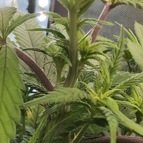 GG #4 growlog photo: Links 