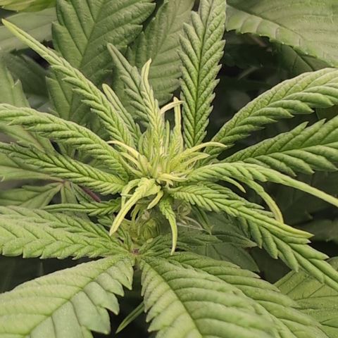 GG #4 growlog photo: Links 