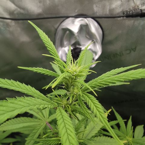 GG #4 growlog photo: Mitte