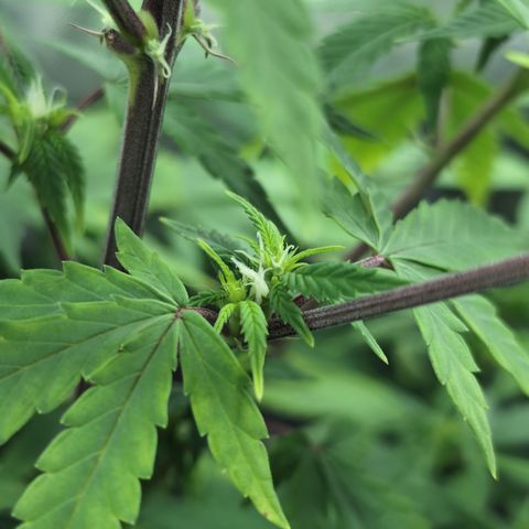 GG #4 growlog photo: Mitte