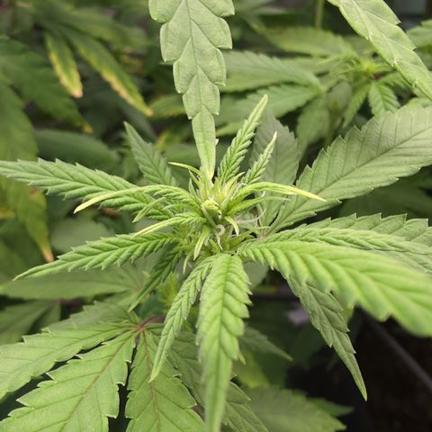 GG #4 growlog photo: Mitte