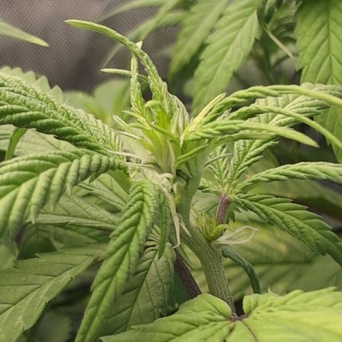 GG #4 growlog photo: Rechts 