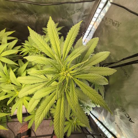 GG #4 growlog photo: Rechts 