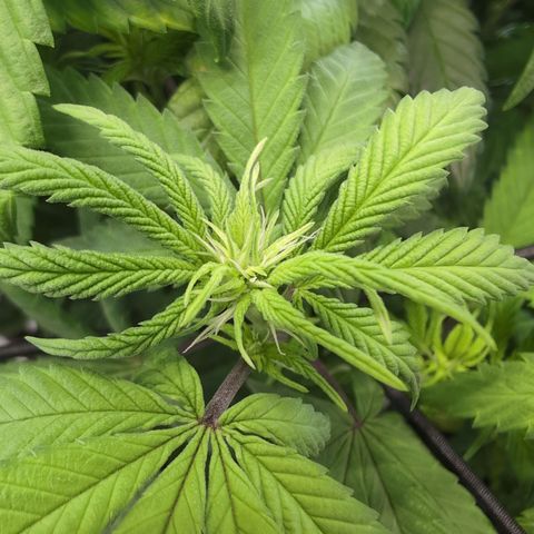 GG #4 growlog photo: Rechts 