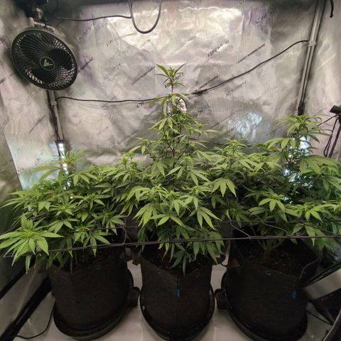 GG #4 growlog timeline photo