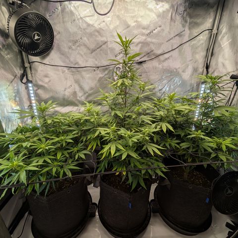 GG #4 growlog timeline photo