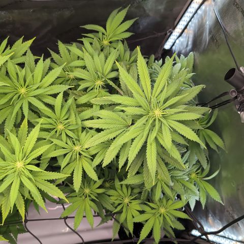 GG #4 growlog timeline photo
