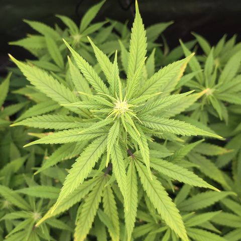 GG #4 growlog timeline photo