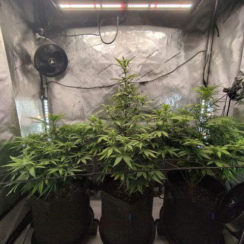 GG #4 growlog timeline photo