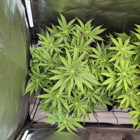 GG #4 growlog timeline photo