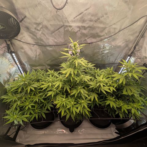 GG #4 growlog timeline photo