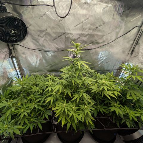 GG #4 growlog timeline photo