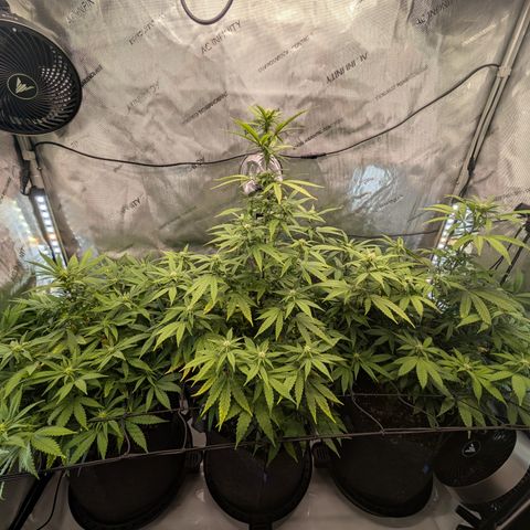 GG #4 growlog timeline photo